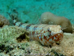 Lizardfish, by Canon G12 Camera by Hisham Elshafie 